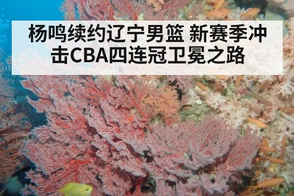 杨鸣续约辽宁男篮 新赛季冲击CBA四连冠卫冕之路